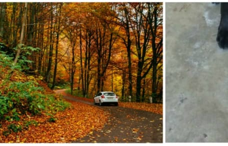 Auto im Wald