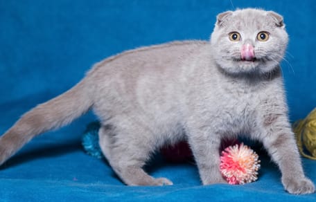 Katze streckt Zunge raus