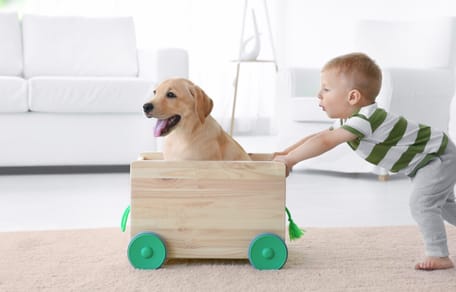 perro jugando con un niño