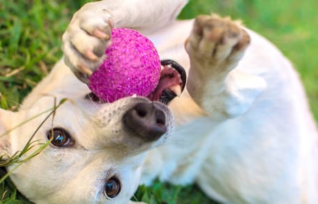 juegos para cachorros