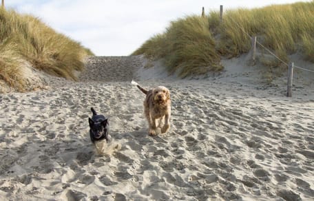 Hunde in den Dünen