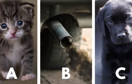 Hund und Katze und Plastikflaschen