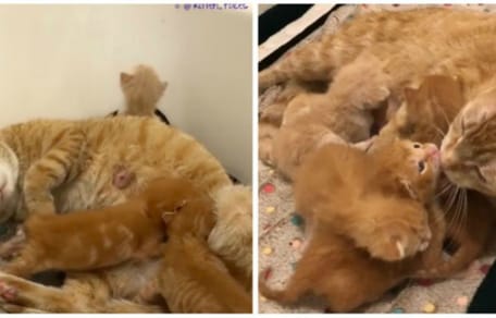 Katzenmama beim Tierarzt