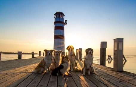 Hunde vor Leuchtturm beim Sonnenuntergang
