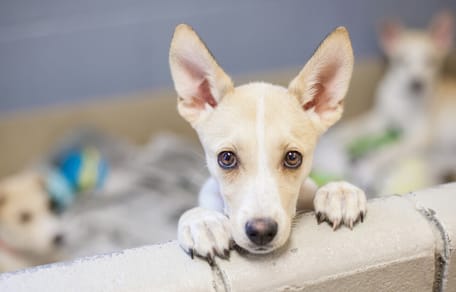 primer dia perro adoptado