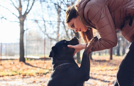 como educar a un perro adoptado