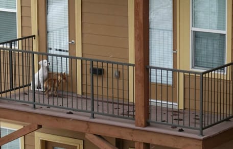 Hunde auf Balkon
