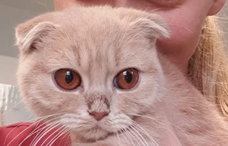 Das Tierheim ist fassungslos