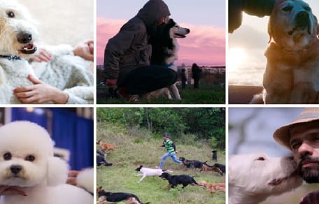 documental de perros en netflix