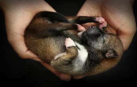 como cuidar a un perro recien nacido