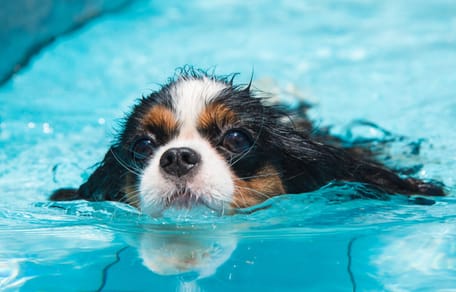 natacion para perros