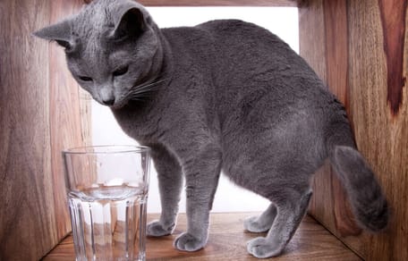 Katze mit Wasserglas