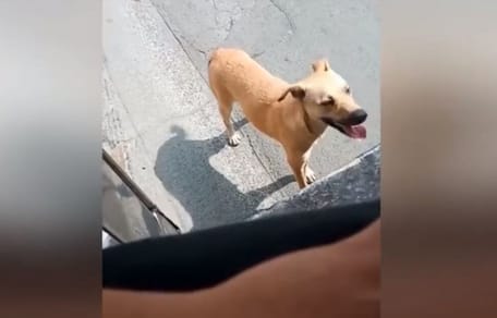 Dog following jeepney in Philippines