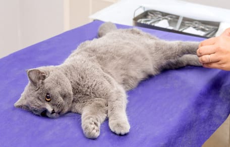 Katze erbricht Blut Warum und was tun?