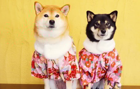 shiba inu - japońskie rasy psów