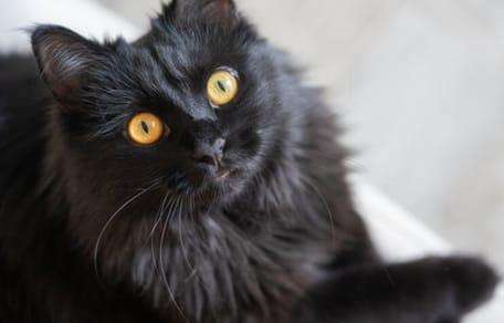 beautiful black cat with yellow eyes