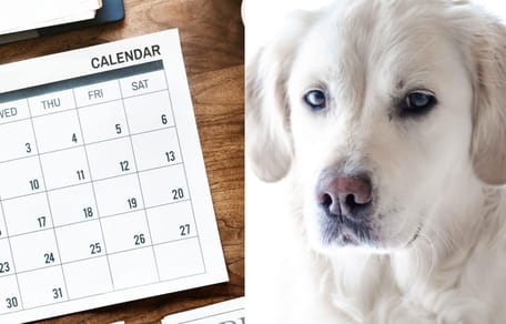 Calendar and Golden Retriever