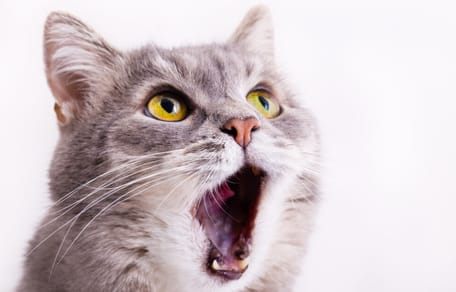 como calmar a un gato en celo