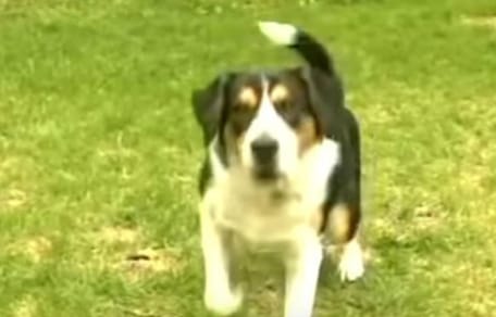 Patch ist heute ein Held