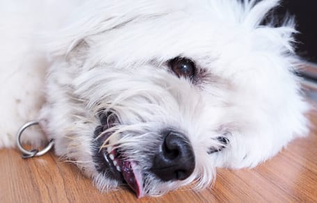 Epilepsie beim Hund: Weißer Hund mit Epilepsie-Anfall