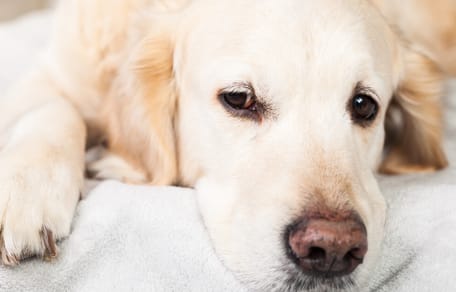 Tiempo que tarda un perro en olvidar a su dueño
