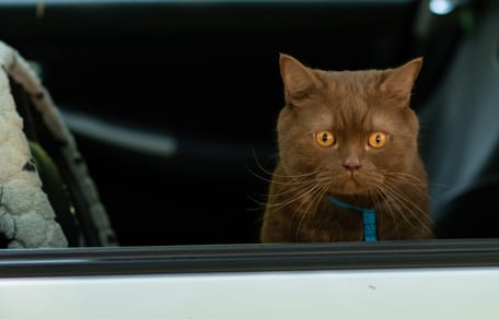 Ein Auto als Zuhause.