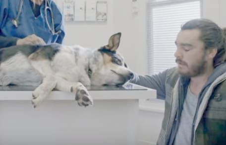 Hund muss eingeschläfert werden: Als der Tierärztin sagt, wer Schuld hat, bricht Herrchen zusammen