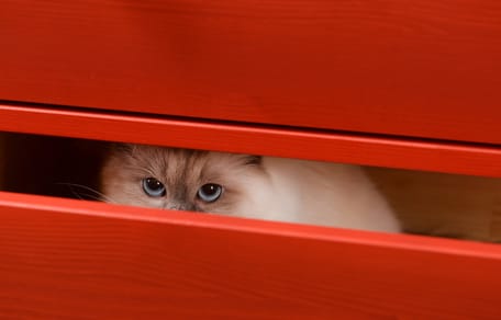 Kot_ragdoll_znamie_na_pyszczku