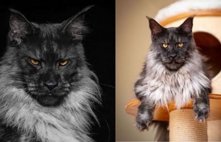 Maine Coon Vivo
