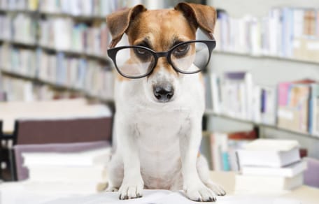 colegio para perros