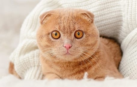 Gestresste Katze