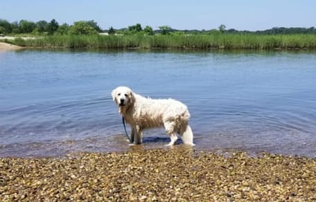 Golden Retriever im Wasser