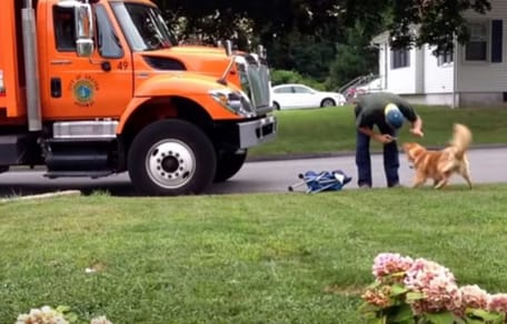 Dog waits for bin man