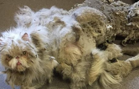 Persian cat with matted fur