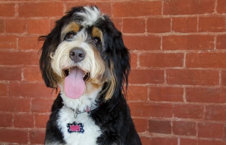 Bernedoodle