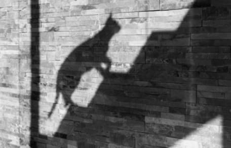 Shadow of a cat climbing stairs