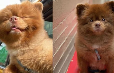 German Spitz puppy
