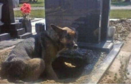 german shepherd digging grave