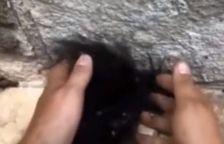 man grabbing pile of spiders