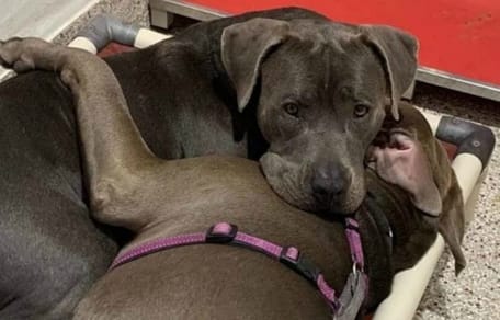 Die beiden Pitbulls sind unzertrennlich