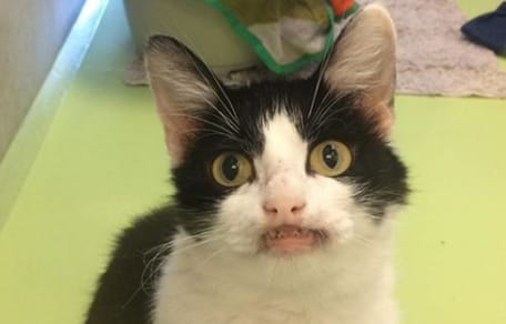 Shelter cat with an unusual smile
