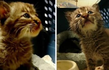 Luchs mit Kätzchen verwechselt