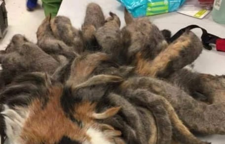 gato pulpo foto