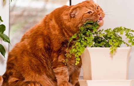 Piante non velenose per gatti da interno, esterno e balcone