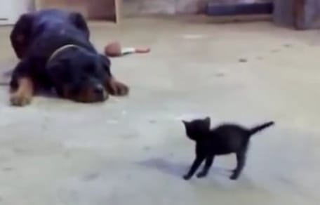Kleine Katze nimmt es mit riesigem Rottweiler auf