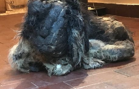 extrana criatura en el garaje