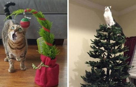 gato en árbol de navidad