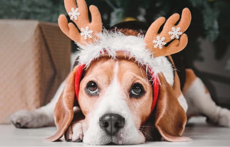 regalar perro el día de reyes