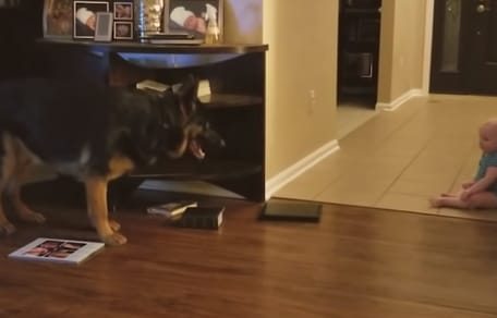 vídeo perro pastor alemán juega con bebe humano