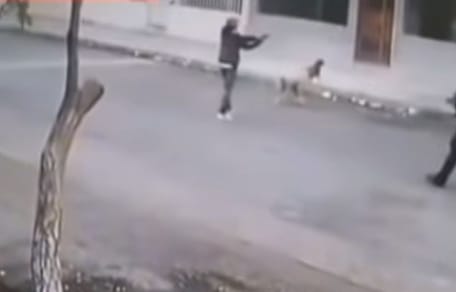 robber getting attacked by dogs